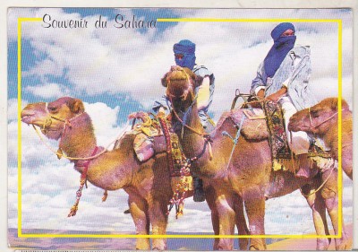 bnk cp Maroc - Beduini pe camile - necirculata foto