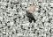 PUZZLE STAR WARS CHALLENGE 1000 - 2