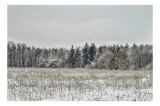 Tablou Canvas, "Iarna &icirc;n pădurea &icirc;nghețată și liniștită", Campie, Zapada, Copaci, Iarna, Cer Innorat, Liniste, Natura, 39 x 26 cm, CMCLASS