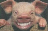 Vanzare PORC/CARNE de porc