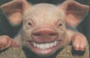 Vanzare PORC/CARNE DE PORC foto