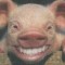 Vanzare PORC/CARNE DE PORC
