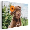 Tablou c&acirc;ine Pitbull cu floare Tablou canvas pe panza CU RAMA 70x100 cm