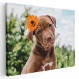 Tablou c&acirc;ine Pitbull cu floare Tablou canvas pe panza CU RAMA 60x90 cm