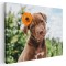 Tablou c&acirc;ine Pitbull cu floare Tablou canvas pe panza CU RAMA 70x100 cm
