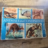 Animale din continente - I. Nicolau joc de colectie vintage, 1967