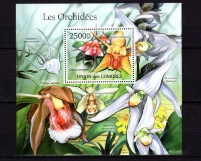 COMORES 2011 FLORI ORHIDEE foto