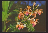 CPIB 21881 - CARTE POSTALA - ORHIDEE - VANDA TRICOLOR