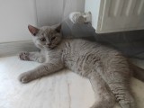 Pisici British shorthair
