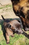 Vand Pui de Ciobanesc Belgian Malinois