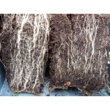 Micorize de top, importate din Germania, 400 gr