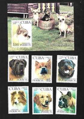cuba caini mnh foto