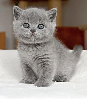 Fetițe și băieței British Shorthair