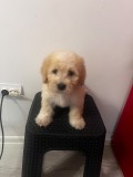 Maltipoo Băiețel