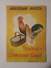 Abecedar avicol: Găina - comoara casei foto
