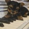 Yorkshire Terrier BACAU