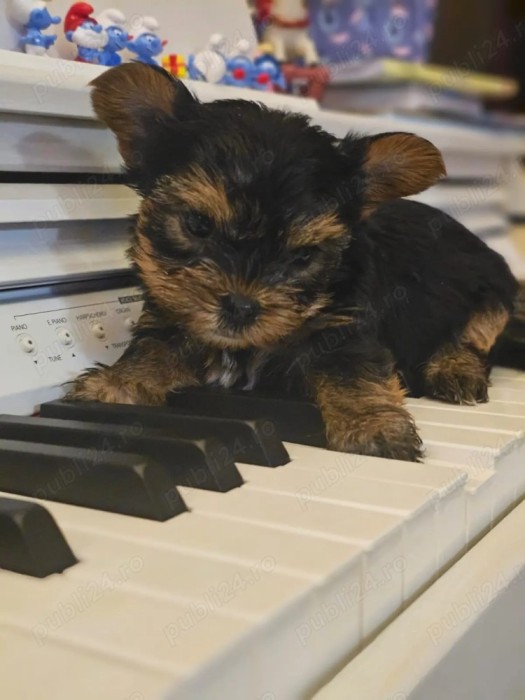 Yorkshire Terrier BACAU