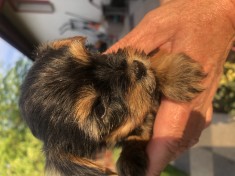 Pui Yorkshire mini toy foto