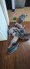 Vand pui de pisica British Shorthair GRI si LILA