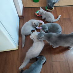 Vand pui de pisica British Shorthair GRI si LILA