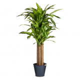 Dracena Artificial Plant 150 cm