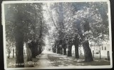 Carte postala, Breaza, Aleea de nuci, 1938