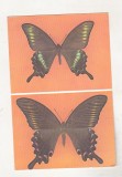 bnk cp Bucuresti - Muzeul Antipa - Fluturi - Achillides maackii tutanus - necirculata