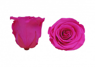 Trandafiri Criogenati Roseamour, Marime XL, Ciclam foto