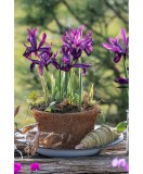 Iris, Purple Hill, Violet, 5/6, 1 Bulb, Oem