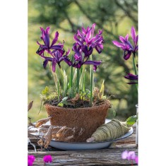Iris, Purple Hill, Violet, 5/6, 1 Bulb