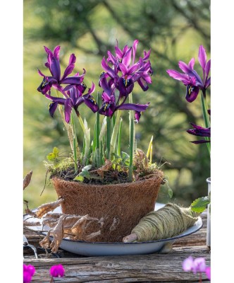 Iris, Purple Hill, Violet, 5/6, 1 Bulb foto
