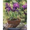 Iris, Purple Hill, Violet, 5/6, 1 Bulb