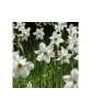 Narcise Narcissus, Recurvus, Alb, 14/16, 1 Bulb, Oem