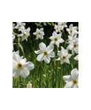 Cumpara ieftin Narcise Narcissus, Recurvus, Alb, 14/16, 1 Bulb, Oem