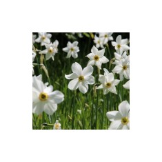 Narcise Narcissus, Recurvus, Alb, 14/16, 1 Bulb