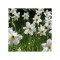 Narcise Narcissus, Recurvus, Alb, 14/16, 1 Bulb