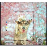 THAILANDA 2024 FAUNA ANIMALE DOMESTICE CAINI