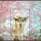 THAILANDA 2024 FAUNA ANIMALE DOMESTICE CAINI