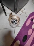 Baietel shih-tzu toy deosebit, tuns,vaccinat, microcip 4 luni, Pedigree