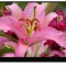 Display Laptop, NE156FHM-NZ3 V8.0, NE156FHM-NZ3 V8.1, NE156FHM-NZ4, B156HAN12.5, CGDY2, 0CGDY2, 360Hz, narrow connector 20mm, 40 pini