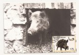 CA13-Carte Postala-Porc Mistret , Sus Scrofa, necirculata 1976