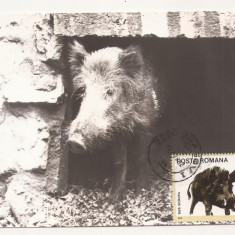 CA13-Carte Postala-Porc Mistret , Sus Scrofa, necirculata 1976
