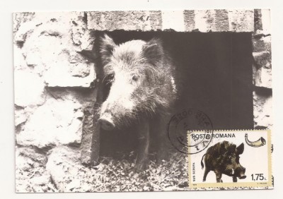 CA13-Carte Postala-Porc Mistret , Sus Scrofa, necirculata 1976 foto