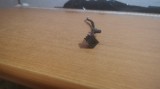Cumpara ieftin Conector Power DC Laptop Toshiba Satellite L300 - 11F #RAZ