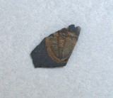 Ogygiocarella sp. trilobit din Ordovician, Anglia