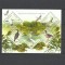 UCRAINA 2004 FAUNA PASARI ACVATICE DIN DELTA DUNARII