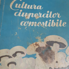 CULTURA CIUPERCILOR COMESTIBILE M BULBOACA