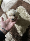 Bichon Havanez