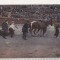 bnk cp Corrida de toros - El arrastre - necirculata