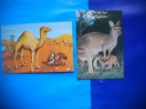 HOPCT LOT NR 1031 FAUNA EXOTICA -FAUNA -2 CARTI POSTALE-NECIRCULATE